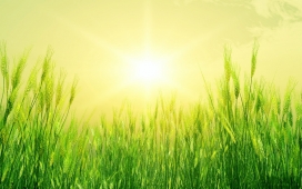 阳光明媚-绿色小麦壁纸