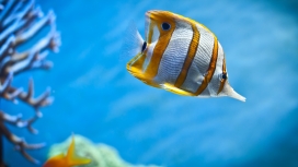 深海里面的yellow fish黄色鱼壁纸