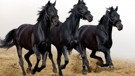 狂奔的三匹黑马