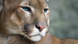 高清晰cougar美洲狮动物壁纸