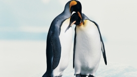 企鹅的爱