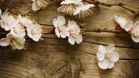 木板上开花的樱桃树分支