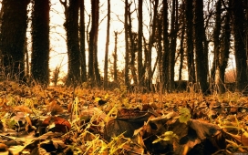 秋天森林落叶自然壁纸