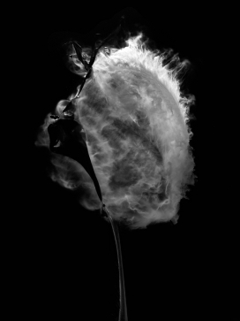 消失的美丽-瑞士苏黎世Fabian Oefner摄影师作品，玉米淀粉的爆破气球