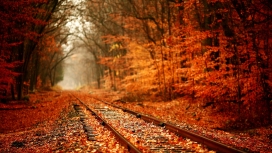 被枫树红叶遮盖的铁路