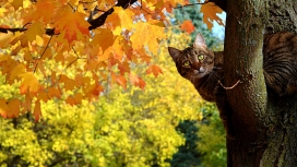 漂亮风景树旁可爱好奇的猫