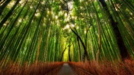 竹林路-高清晰竹子林间小道壁纸
