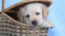 篮子里可爱的拉布拉多小狗壁纸