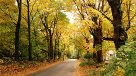 高清晰深秋树林公路壁纸