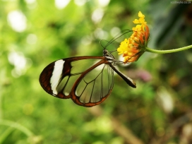 透明翅膀蝴蝶在花瓣采蜜