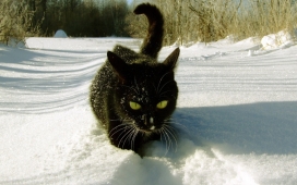 高清晰黑色雪猫壁纸