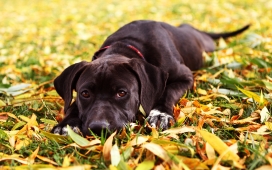 可爱的黑色小狗和秋季树叶