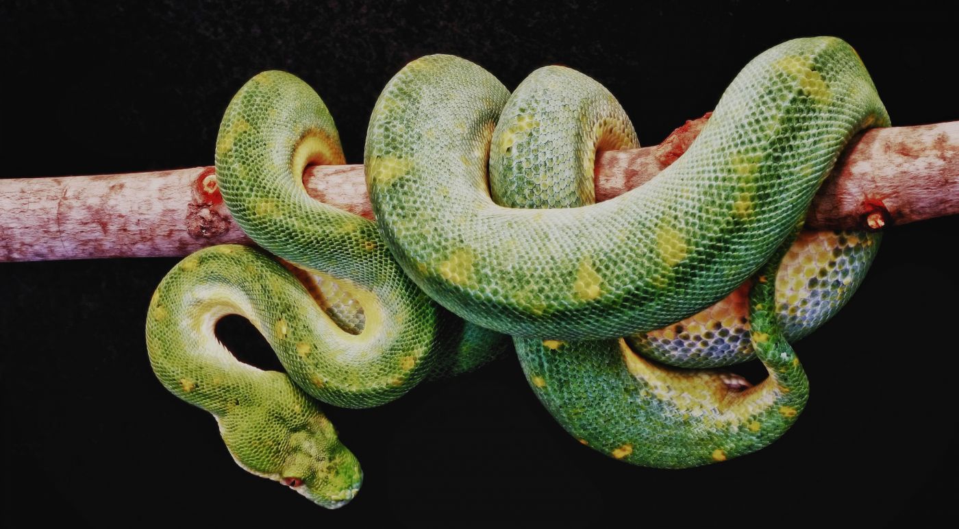 绿色大蟒蛇