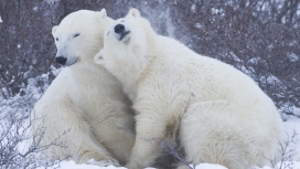 可爱的北极熊情侣