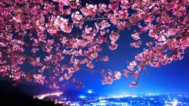 可爱开花的樱桃树
