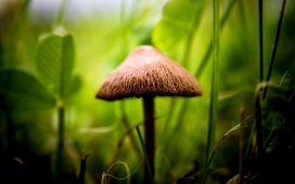 微距下的蘑菇伞写真