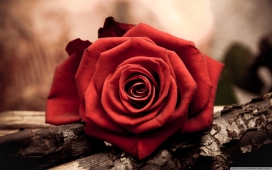 情人节的一朵红色玫瑰