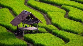 小茅屋-绿色稻田景观旁的避风所