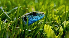 绿色草丛里面的蓝蜥蜴蛇