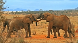 非洲草原上交战的大象