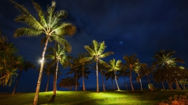 椰岛风情-瓦胡岛树木夜景风景壁纸