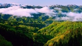 世界上最绿色的云海森林