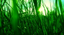 绿色的芦苇草