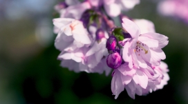 紫色的春天的花朵