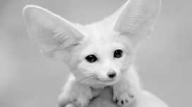 十分可爱的非洲小狐狐宠物壁纸