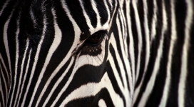 zebra斑马近距离写真