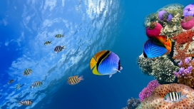 海洋水下珊瑚鱼群场景