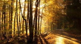 美丽秋季森林的公路