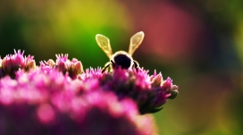 采红花的蜜蜂