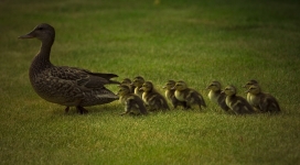 走在草地上排列整齐的鸭妈妈与带宝宝