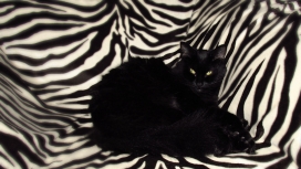 斑马纹黑猫壁纸