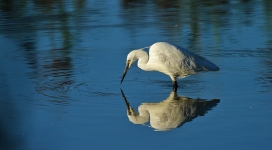 egretta garzetta白鹭河中寻食