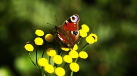 黄色花瓣上采蜜的红蝶与苍蝇