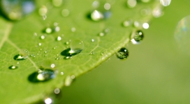 绿色湿叶上的水珠