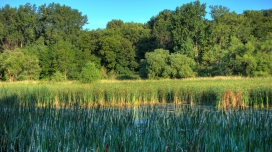 明尼苏达谷国家湿地野生动物保护区风景