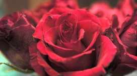 红色玫瑰花壁纸