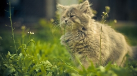绿色草丛里的猫