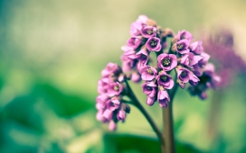 紫色的春天花