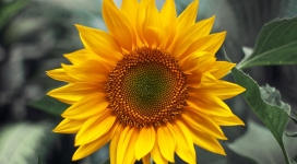高清晰向日葵太阳花壁纸