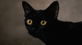 可爱的黑猫