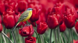 红色郁金香上的鸟