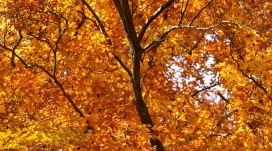 黄色树叶秋季