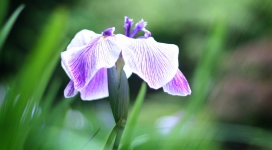 紫白植物花