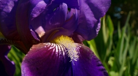 紫色花瓣虹膜