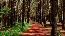 茂盛树林里面的红色小路