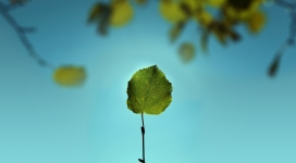 一枝独秀-蓝色天空下的绿色小叶子